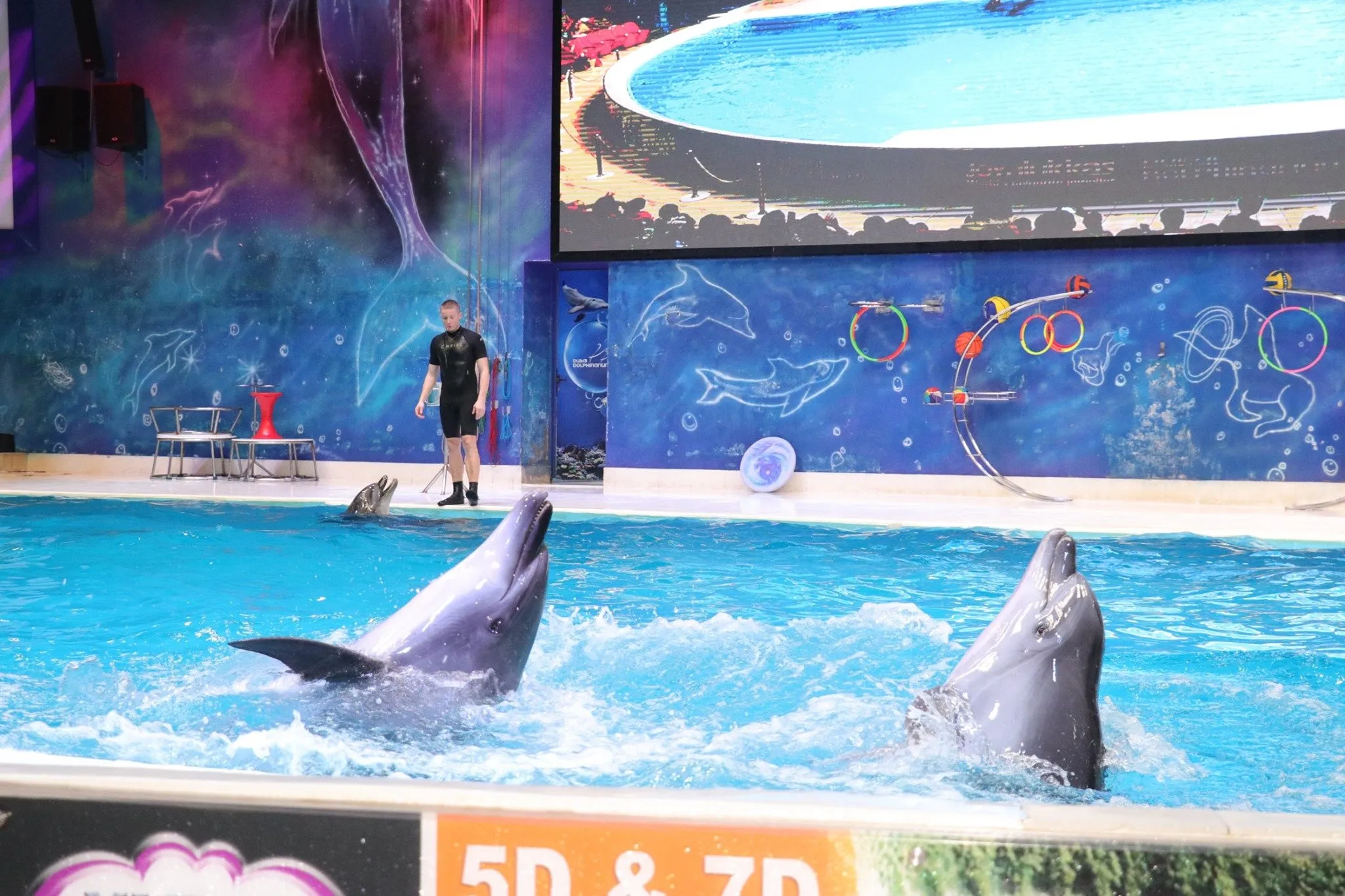 Dubai Dolphinarium - Dolphin & Seal Show (VIP Tickets) - Ticket Only