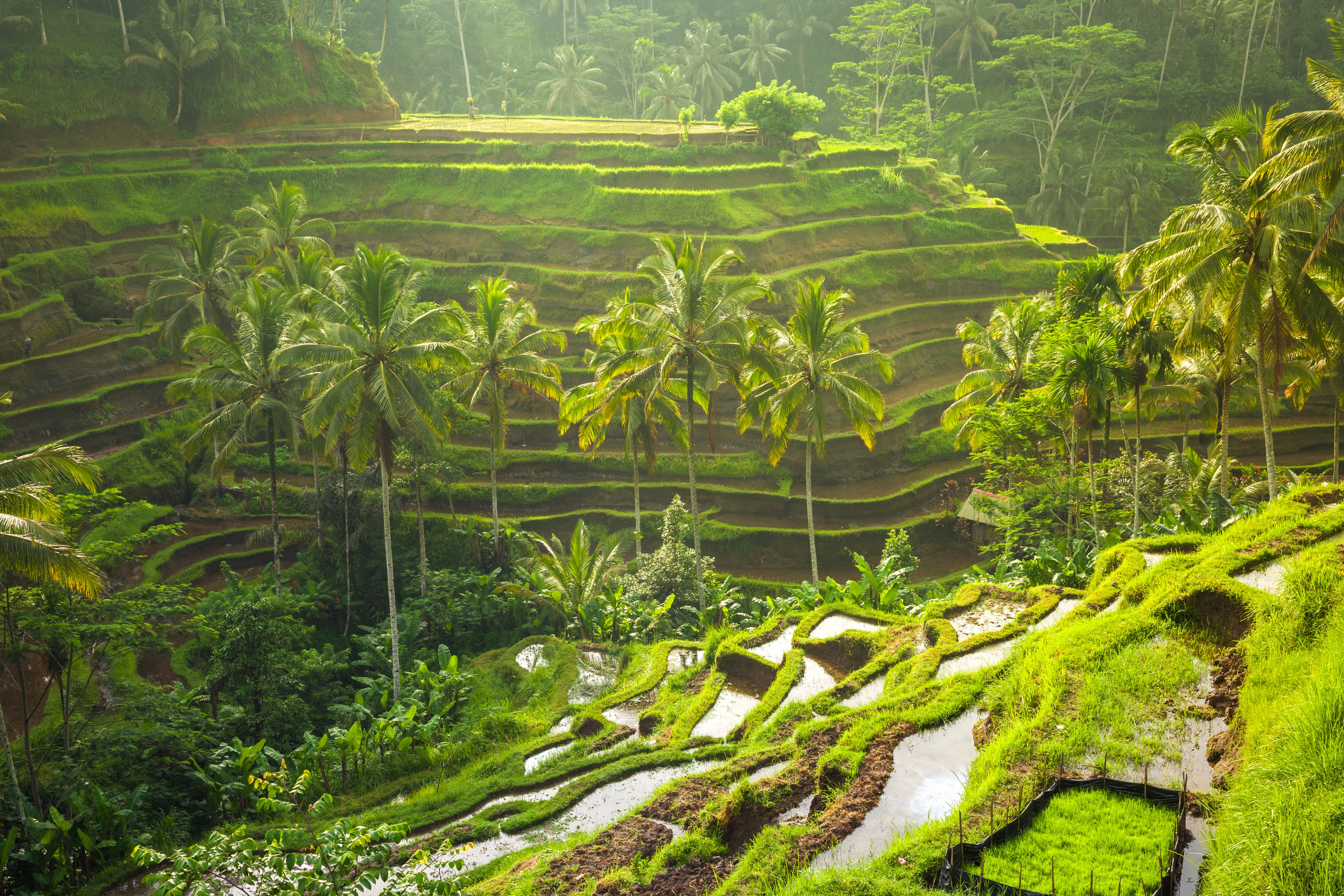 Tegallalang Rice Terrace & Private Photography Experience