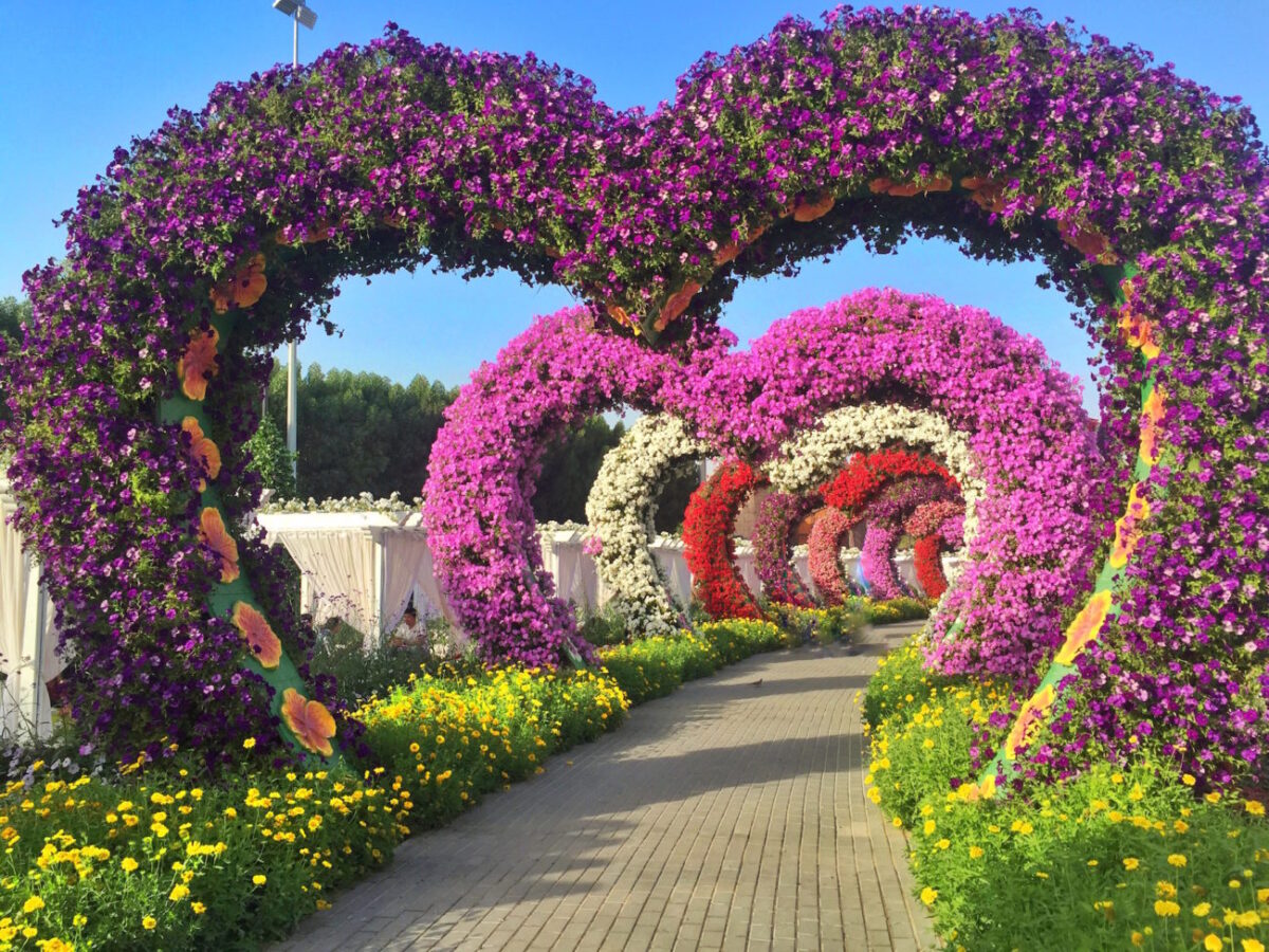 Experience the Beauty of Miracle Garden Dubai with Private Transfers (open after 1 Nov 2022 only)