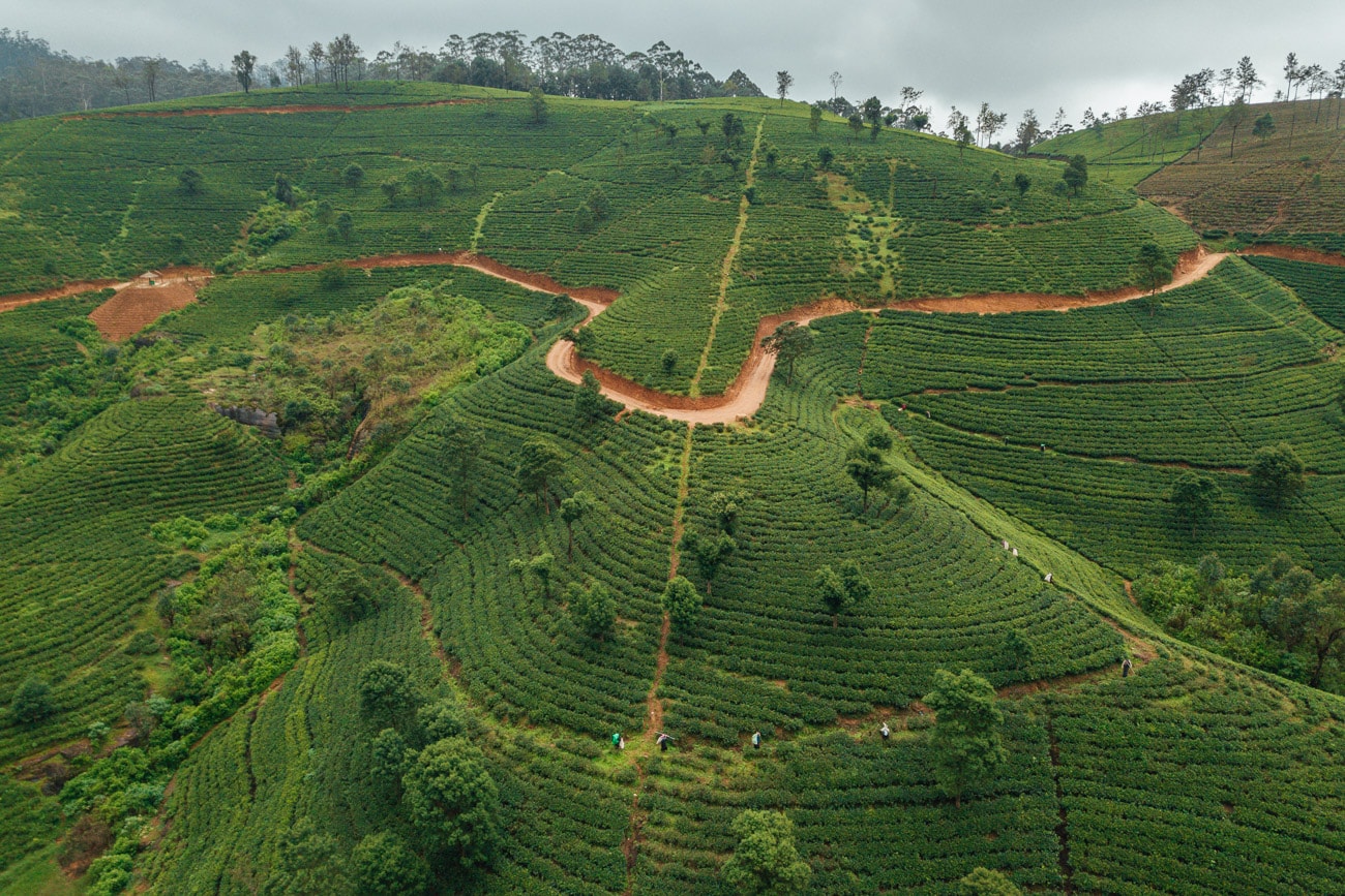 Kandy to Nuwara Eliya, Tea Factory Visit , Gregory Lake.