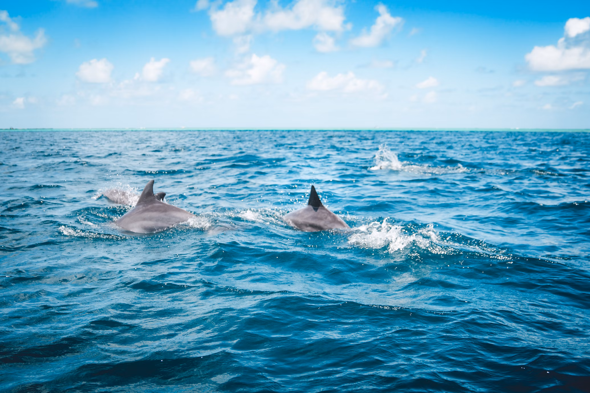 Dolswim - Whale Encounter With Private Transfers