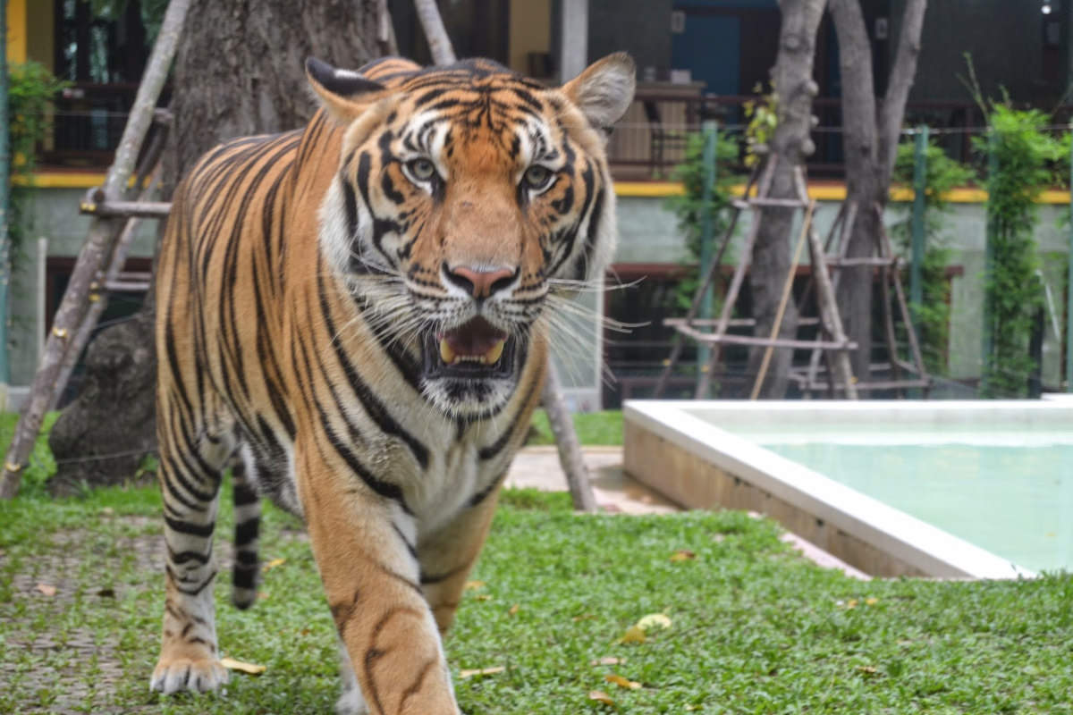 Enroute - Tiger Park/Kingdom Smallest Tiger with Private Transfers - Enroute