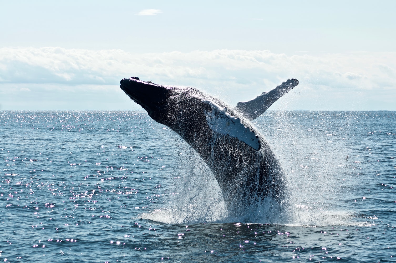 Whale Watching Day Trip from Cape Town