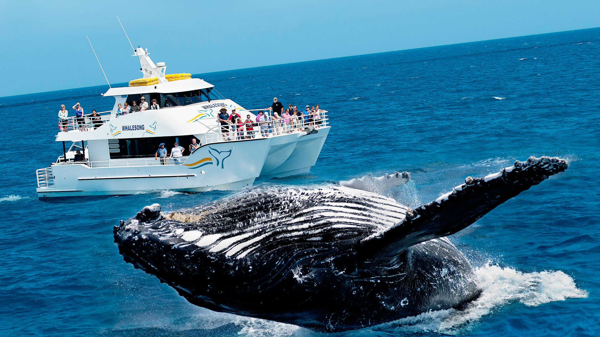Whale Watching (On a Shared Boat) in Mirissa from Colombo and Back - PVT Transfers