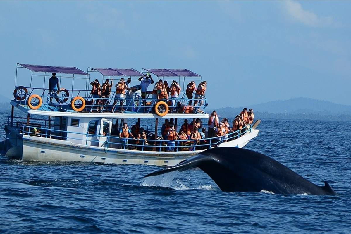 Whale/Dolphin Watching in Mirissa from Galle (On a Shared Boat) - (3-4 Hours) - SIC Transfers