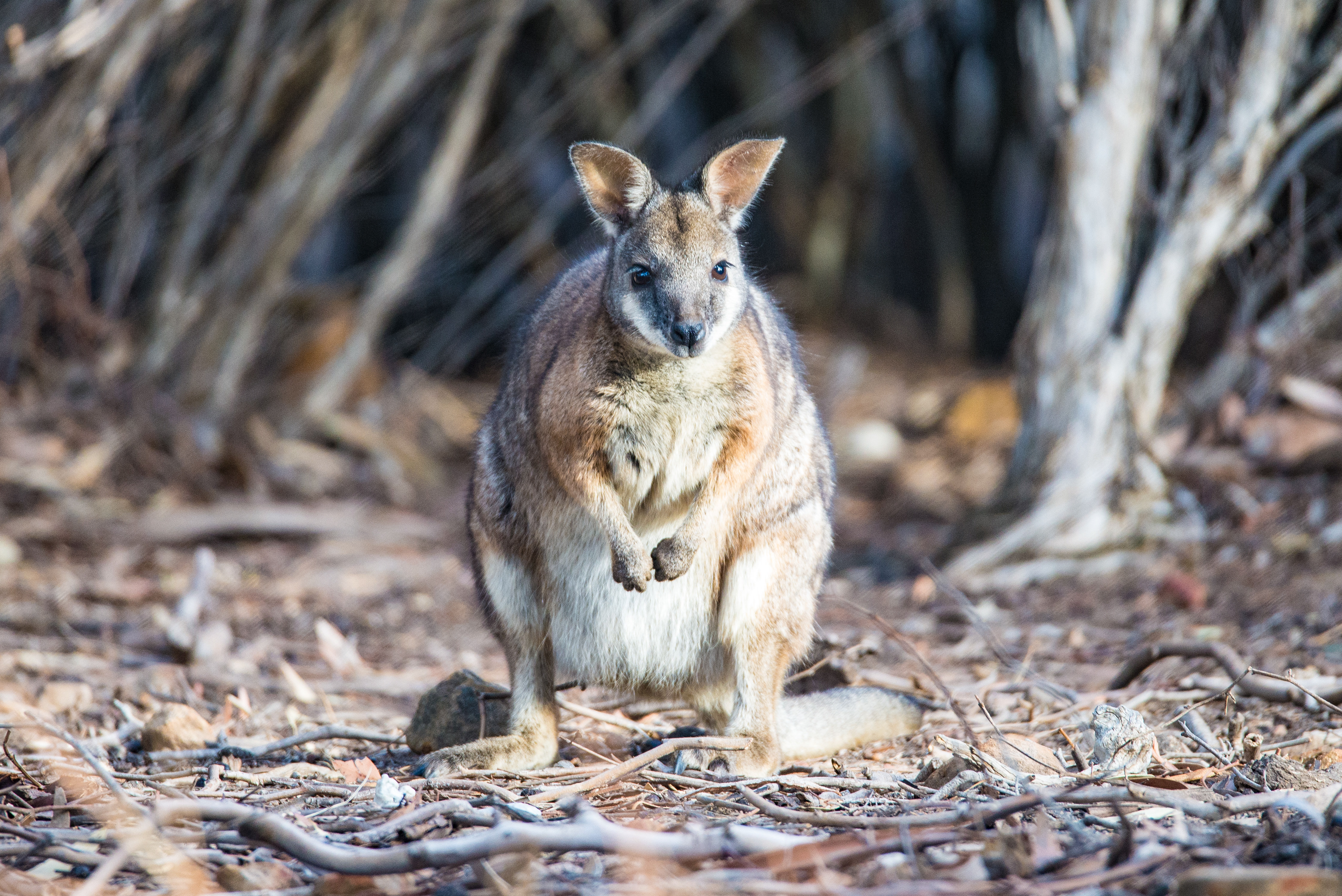 Experience Australia's wilderness with your family